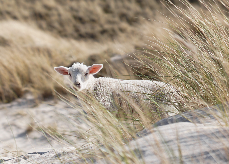 Ein Schaf in den Dünen auf Sylt steht für einheimisches Webdesign von unserer Internetagentur auf Sylt