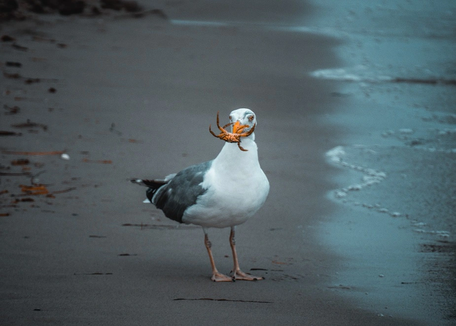 SEO in Grömitz: Auf Google gefunden werden wie eine Krabbe am Strand von einer Möwe