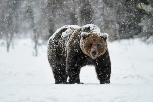 Grizzlybär im Banff Nationalpark